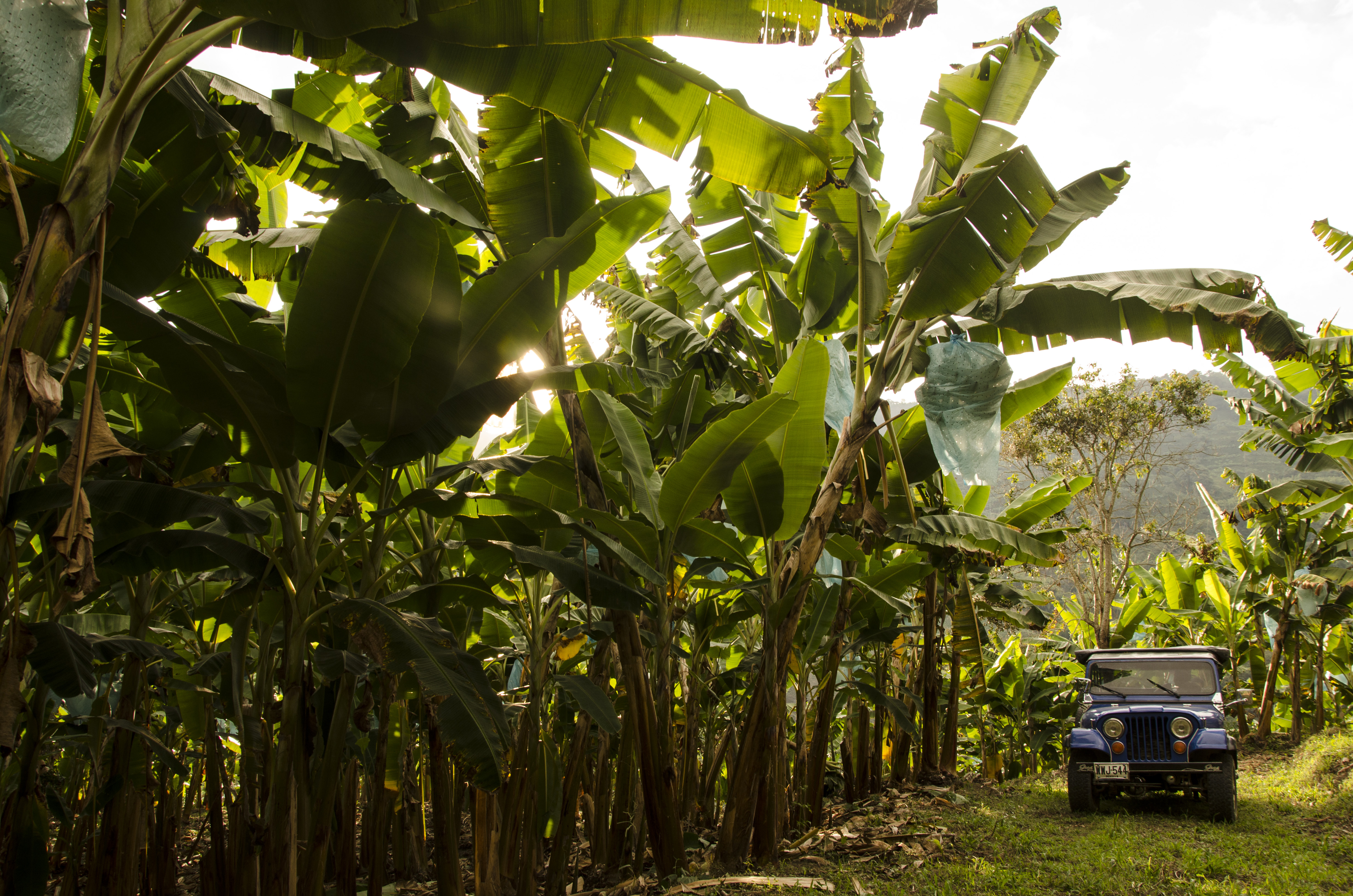 Coffee, Cacao & the Pulse of Colombia